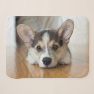 Niedliche Kleintiere Corgi Puppy Looking Sherpadecke