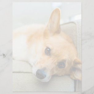 Niedliche Kleintiere Corgi Puppy on Couch