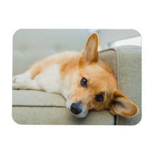 Niedliche Kleintiere Corgi Puppy on Couch Magnet