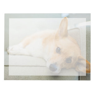 Niedliche Kleintiere Corgi Puppy on Couch Notizblock