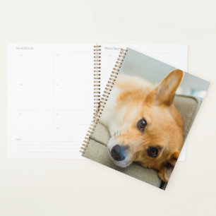 Niedliche Kleintiere Corgi Puppy on Couch Planer