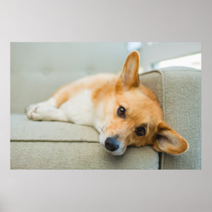 Niedliche Kleintiere Corgi Puppy on Couch Poster