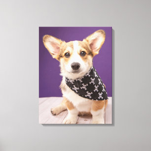 Niedliche Kleintiere Corgi Puppy Skull Bandana Leinwanddruck