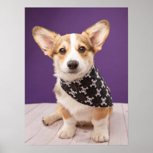 Niedliche Kleintiere Corgi Puppy Skull Bandana Poster