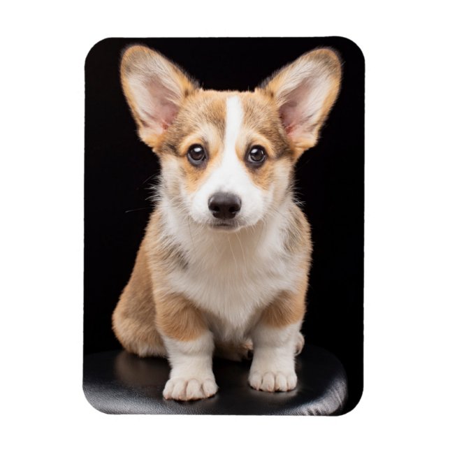 Niedliche Kleintiere | Corgi Puppy Stehend Tal Magnet (Vertikal)