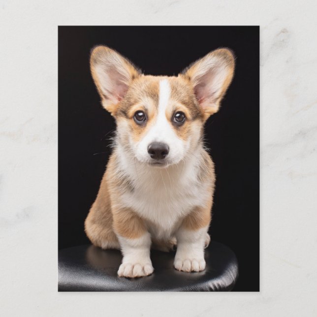 Niedliche Kleintiere | Corgi Puppy Stehend Tal Postkarte (Vorderseite)