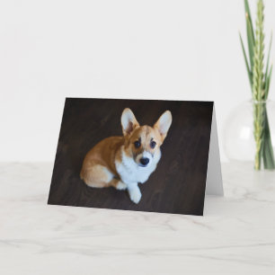 Niedliche Kleintiere Corgi Sucht nach oben Karte
