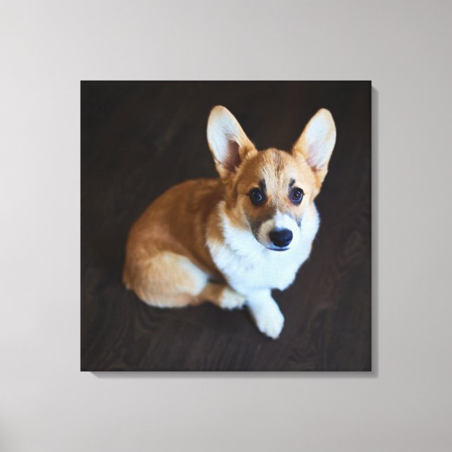 Niedliche Kleintiere | Corgi Sucht nach oben Leinwanddruck (Vorderseite)