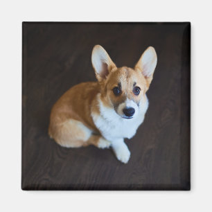 Niedliche Kleintiere   Corgi Sucht nach oben Magnet