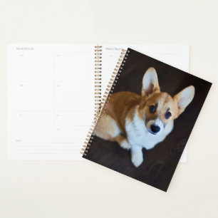 Niedliche Kleintiere Corgi Sucht nach oben Planer