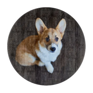 Niedliche Kleintiere Corgi Sucht nach oben Schneidebrett