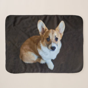 Niedliche Kleintiere   Corgi Sucht nach oben Sherpadecke