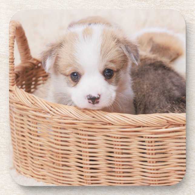 Niedliche Kleintiere | Corgi Tiny Puppy Getränkeuntersetzer (Vorderseite)