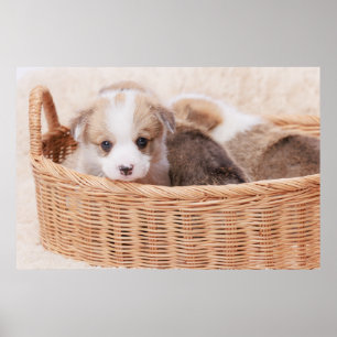 Niedliche Kleintiere Corgi Tiny Puppy Poster