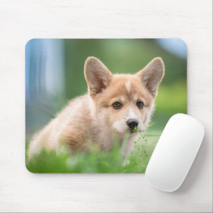 Niedliche Kleintiere Corgi Welpe im Garten Mousepad