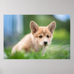 Niedliche Kleintiere Corgi Welpe im Garten Poster