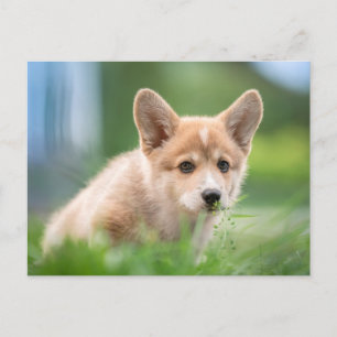 Niedliche Kleintiere Corgi Welpe im Garten Postkarte