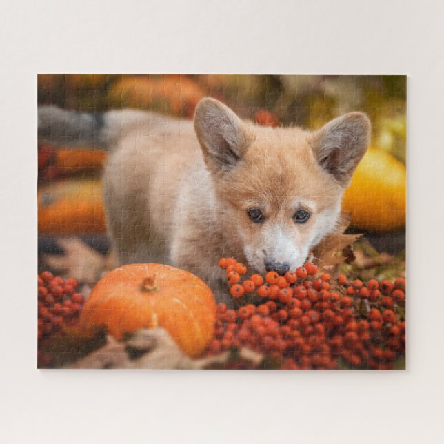 Niedliche Kleintiere | Corgi Welpe im Herbst (Horizontal)