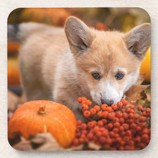 Niedliche Kleintiere | Corgi Welpe im Herbst Getränkeuntersetzer (Vorderseite)
