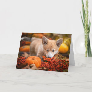 Niedliche Kleintiere   Corgi Welpe im Herbst Karte