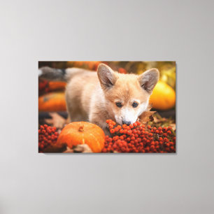 Niedliche Kleintiere Corgi Welpe im Herbst Leinwanddruck