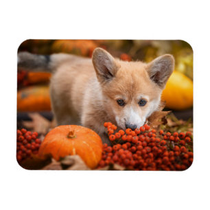 Niedliche Kleintiere Corgi Welpe im Herbst Magnet