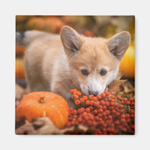 Niedliche Kleintiere Corgi Welpe im Herbst Magnet