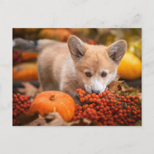 Niedliche Kleintiere Corgi Welpe im Herbst Postkarte