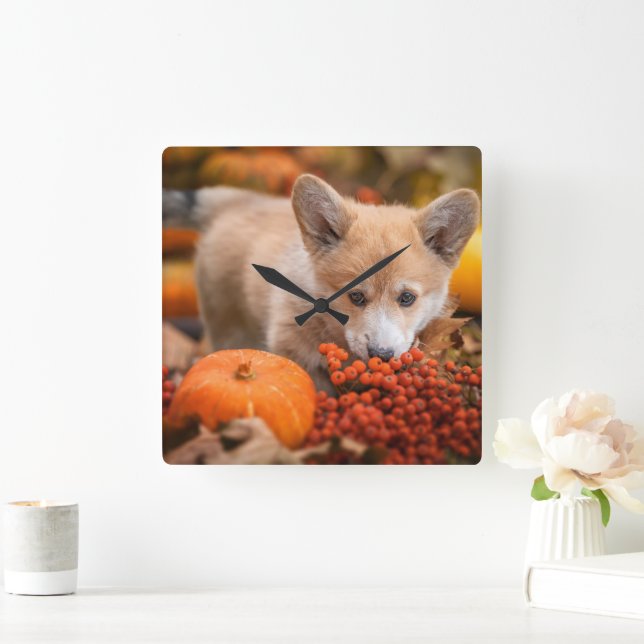 Niedliche Kleintiere | Corgi Welpe im Herbst Quadratische Wanduhr (Zuhause)