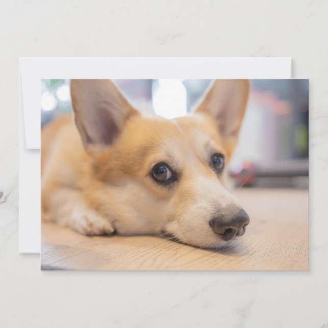 Niedliche Kleintiere | Corgi Welppy auf Floor Dankeskarte (Vorderseite)