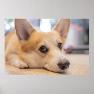 Niedliche Kleintiere Corgi Welppy auf Floor Poster