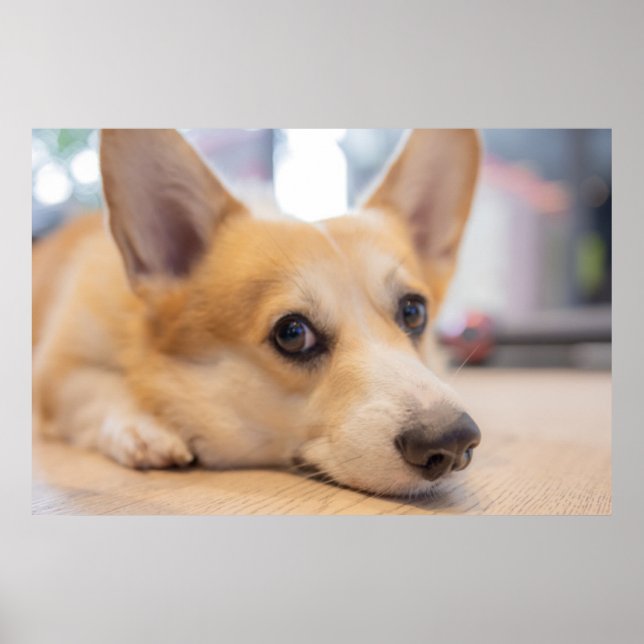 Niedliche Kleintiere | Corgi Welppy auf Floor Poster (Vorne)