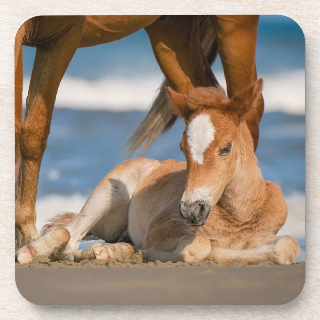 Niedliche Kleintiere | Corolla Wild Horse Getränkeuntersetzer (Vorderseite)