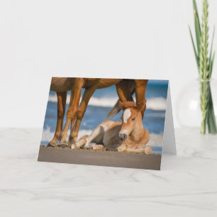 Niedliche Kleintiere   Corolla Wild Horse Karte