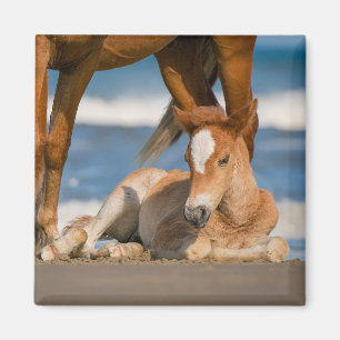 Niedliche Kleintiere Corolla Wild Horse Magnet