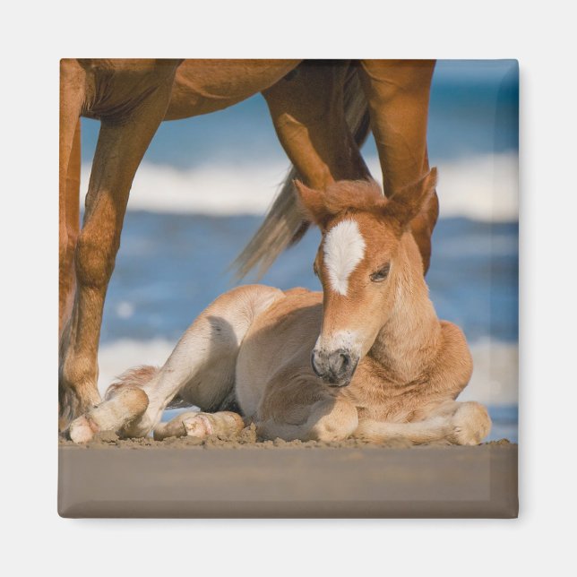 Niedliche Kleintiere | Corolla Wild Horse Magnet (Vorne)