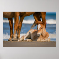 Niedliche Kleintiere | Corolla Wild Horse