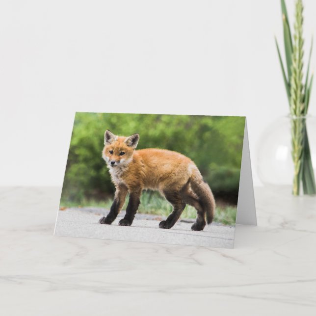 Niedliche Kleintiere | Cutey Fox Karte (Vorderseite)