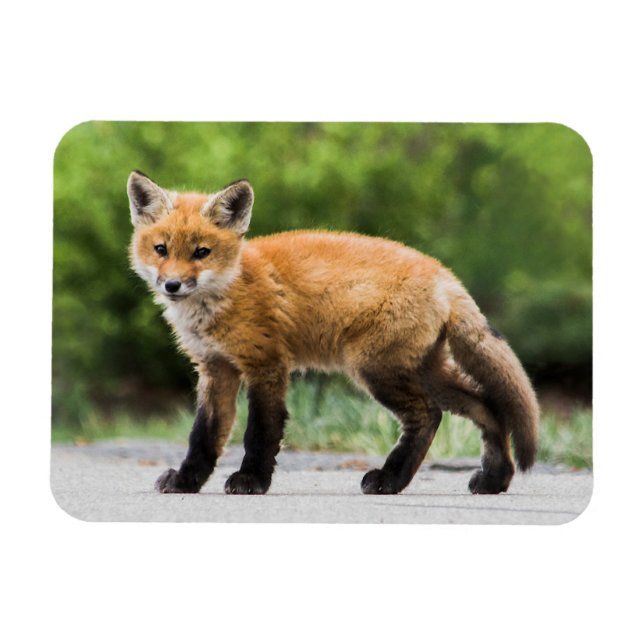 Niedliche Kleintiere | Cutey Fox Magnet (Horizontal)
