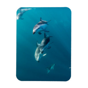 Niedliche Kleintiere   Dolphin-Familie Magnet