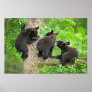 Niedliche Kleintiere   Drei junge Bärenkuppen Poster