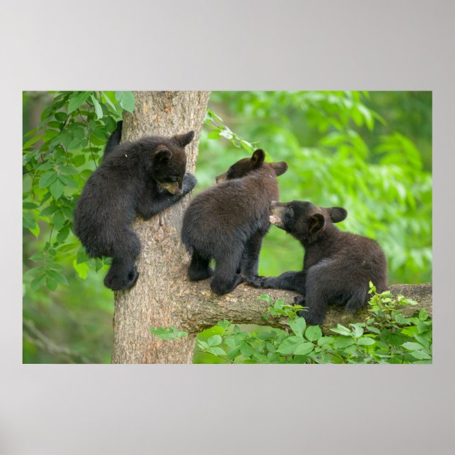 Niedliche Kleintiere | Drei junge Bärenkuppen Poster (Vorne)