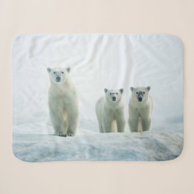 Niedliche Kleintiere | Drei junge Polarbären Sherpadecke (Vorderseite (Horizontal))