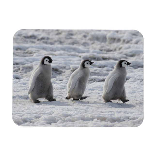 Niedliche Kleintiere | Drei Kaiserpinguin - Chicks Magnet (Horizontal)