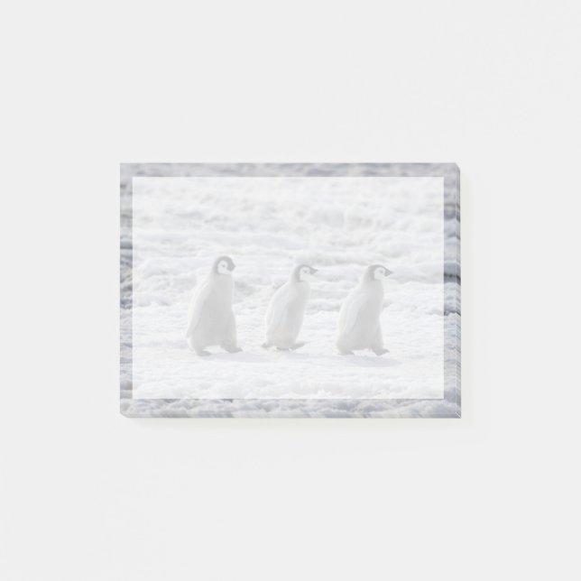 Niedliche Kleintiere | Drei Kaiserpinguin - Chicks Post-it Klebezettel (Vorderseite)
