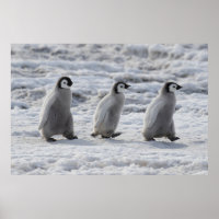 Niedliche Kleintiere | Drei Kaiserpinguin - Chicks