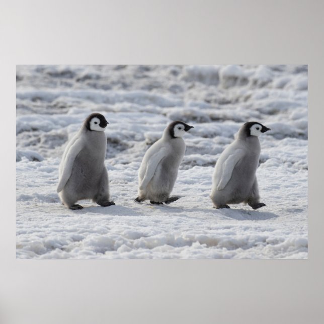 Niedliche Kleintiere | Drei Kaiserpinguin - Chicks Poster (Vorne)