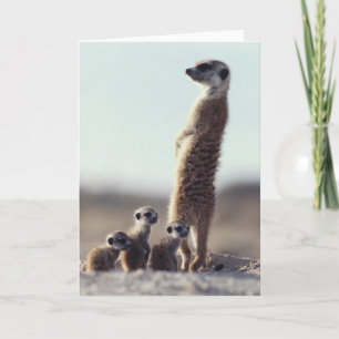 Niedliche Kleintiere Eine Familie der Meerkats Karte