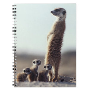 Niedliche Kleintiere   Eine Familie der Meerkats Notizblock