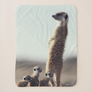 Niedliche Kleintiere   Eine Familie der Meerkats Sherpadecke
